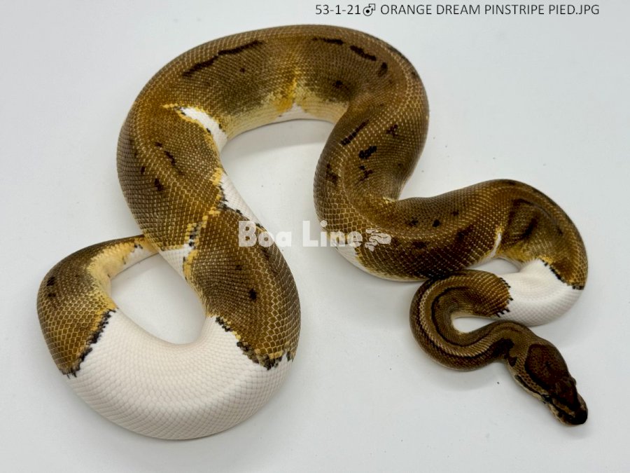 ORANGE DREAM PINSTRIPE PIED